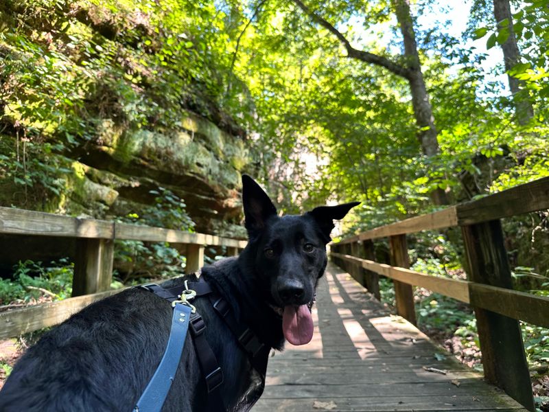 Dog-Friendly Trail Welcomes Furry Companions