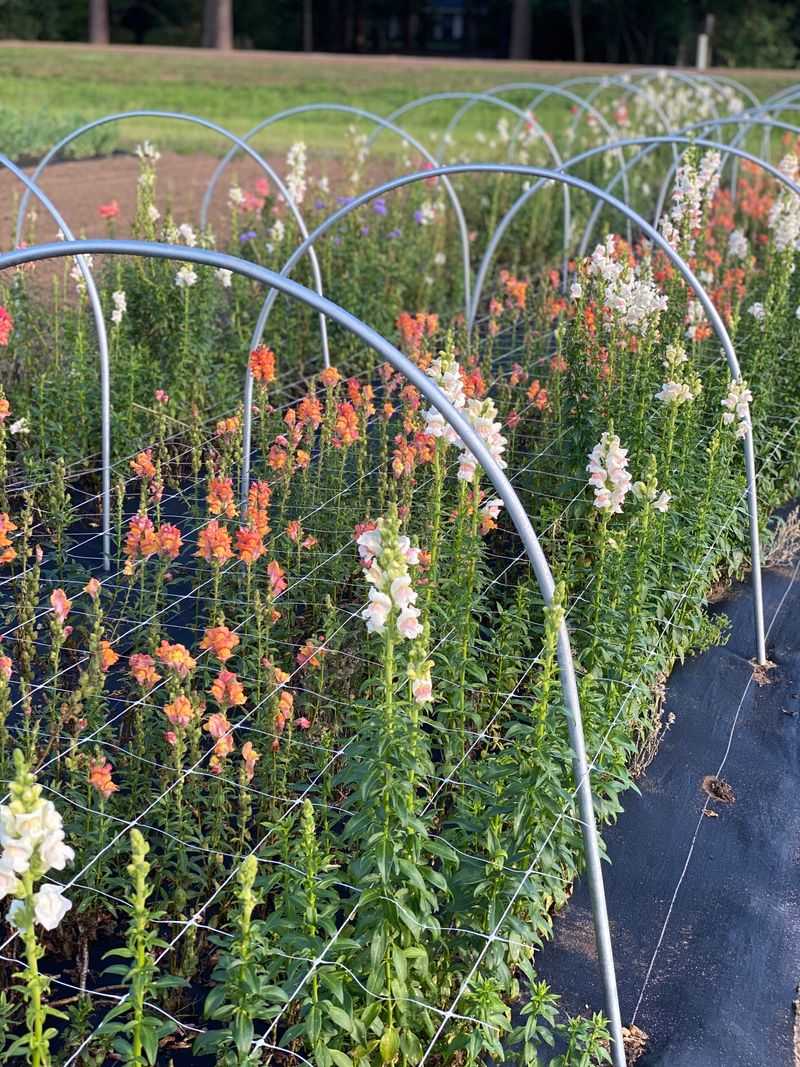 Scenic Farm Tours And Educational Visits