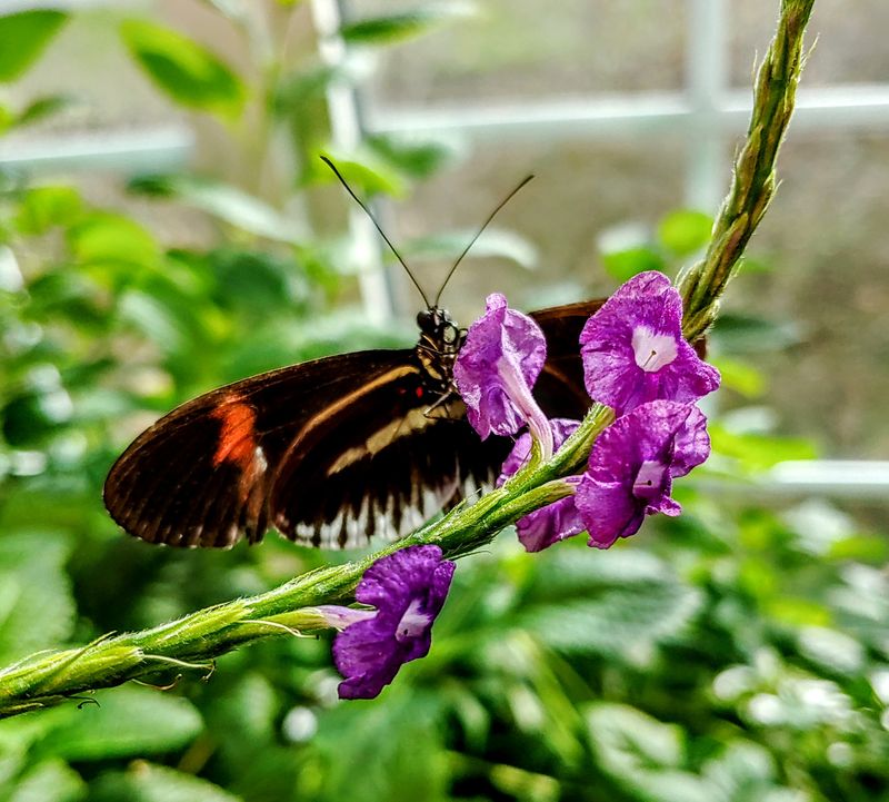 Lush Tropical Plants And Water Features