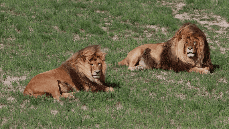 Permanent sanctuary care is different from rehabilitation or rewilding Permanent sanctuary care is different from rehabilitation or rewilding