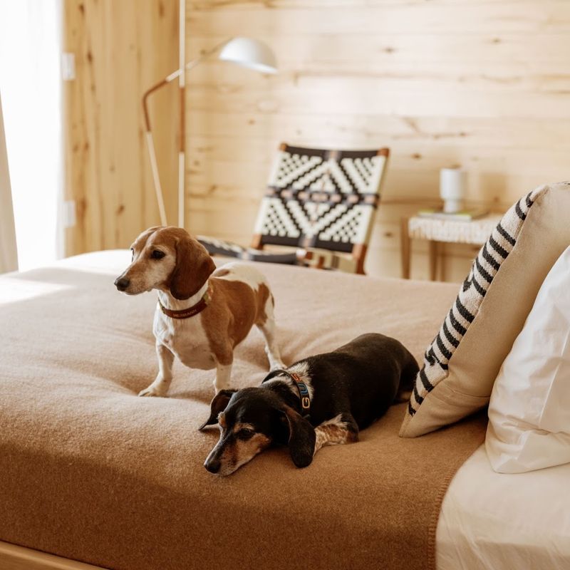 Pet-Friendly, Family-Ready, And Built For The Repeat Visit