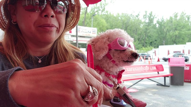 Pet-Friendly Setup That Families Actually Appreciate Pet-Friendly Setup That Families Actually Appreciate