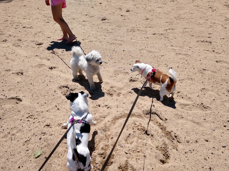 Pets Are Welcome, Which Is Rarer Than You Might Think