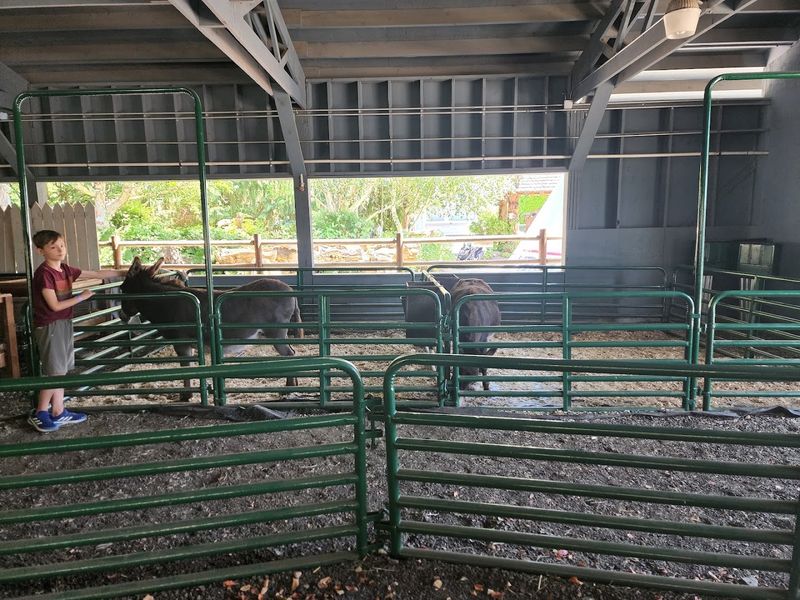 Petting Zoo And Pony Rides 