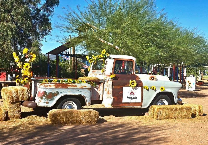 Petting Zoo Moments And Barrel Train Rides