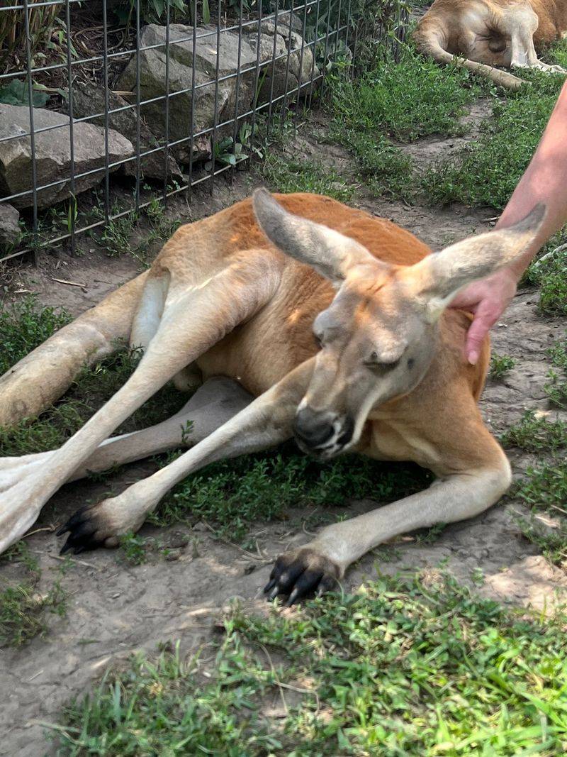 Petting a Red Kangaroo Up Close