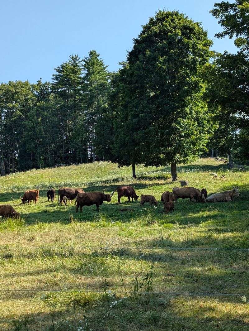 Phillip View Farm, Sebago