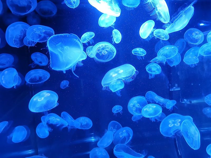 Phillip and Patricia Frost Museum of Science Aquarium, Miami Phillip and Patricia Frost Museum of Science Aquarium, Miami