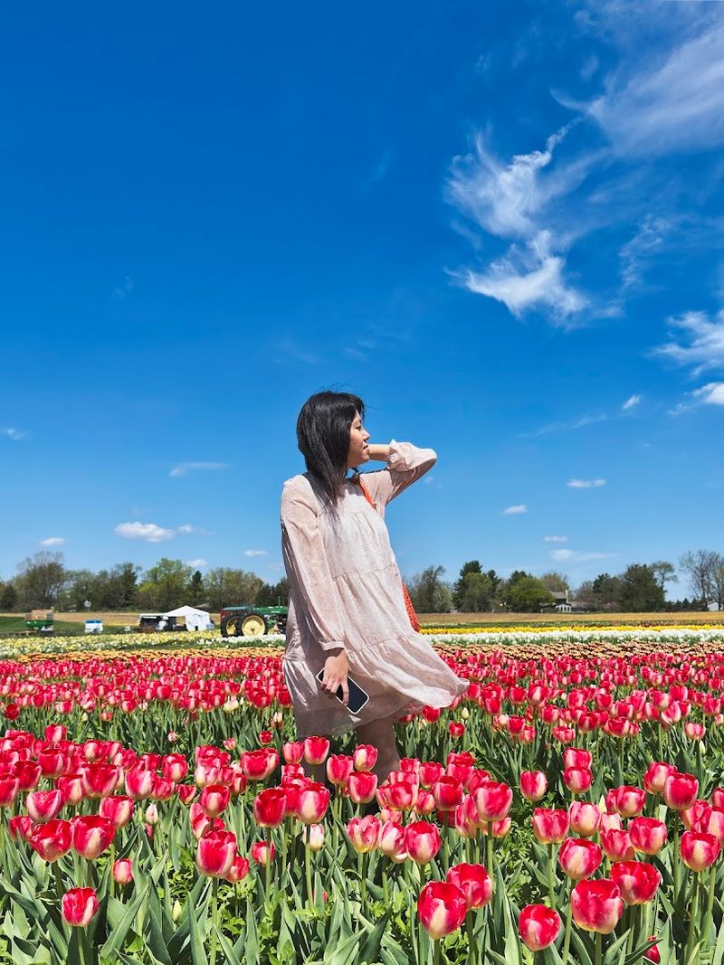 Richardson Adventure Farm Tulip Festival, Spring Grove