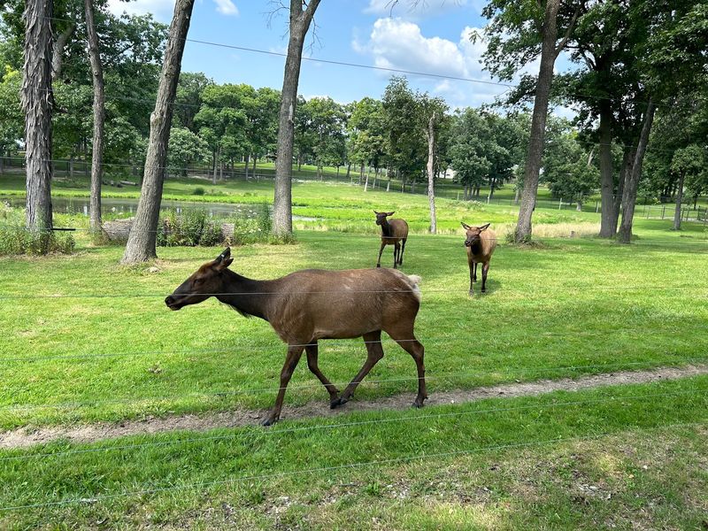 Phillips Park Zoo, Aurora