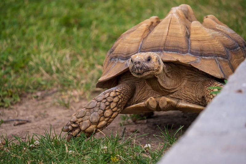Phillips Park Zoo, Aurora