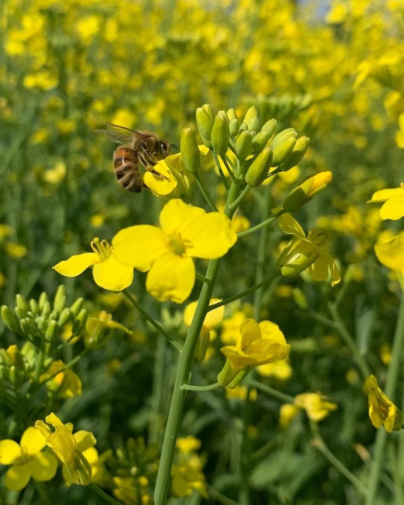 The Farm Also Features a Pollinator Garden