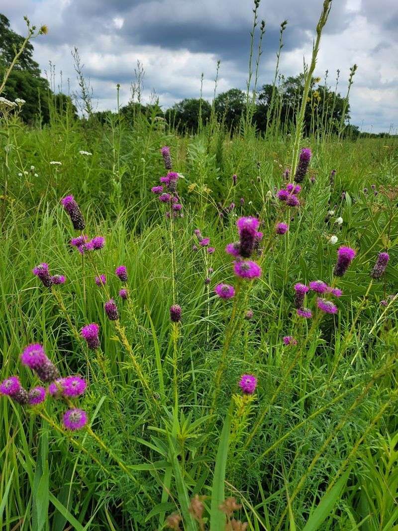 Supporting Prairie Restoration Efforts