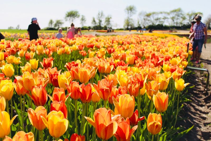 More Than Just Tulips