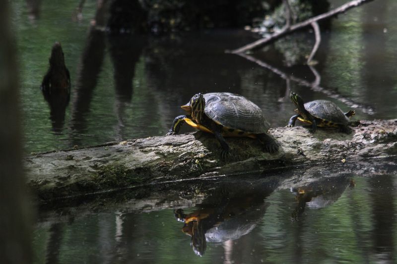 Conservation Success Story Continues