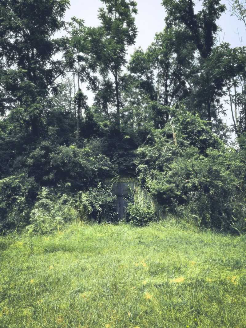 Wildlife Has Reclaimed The Grounds