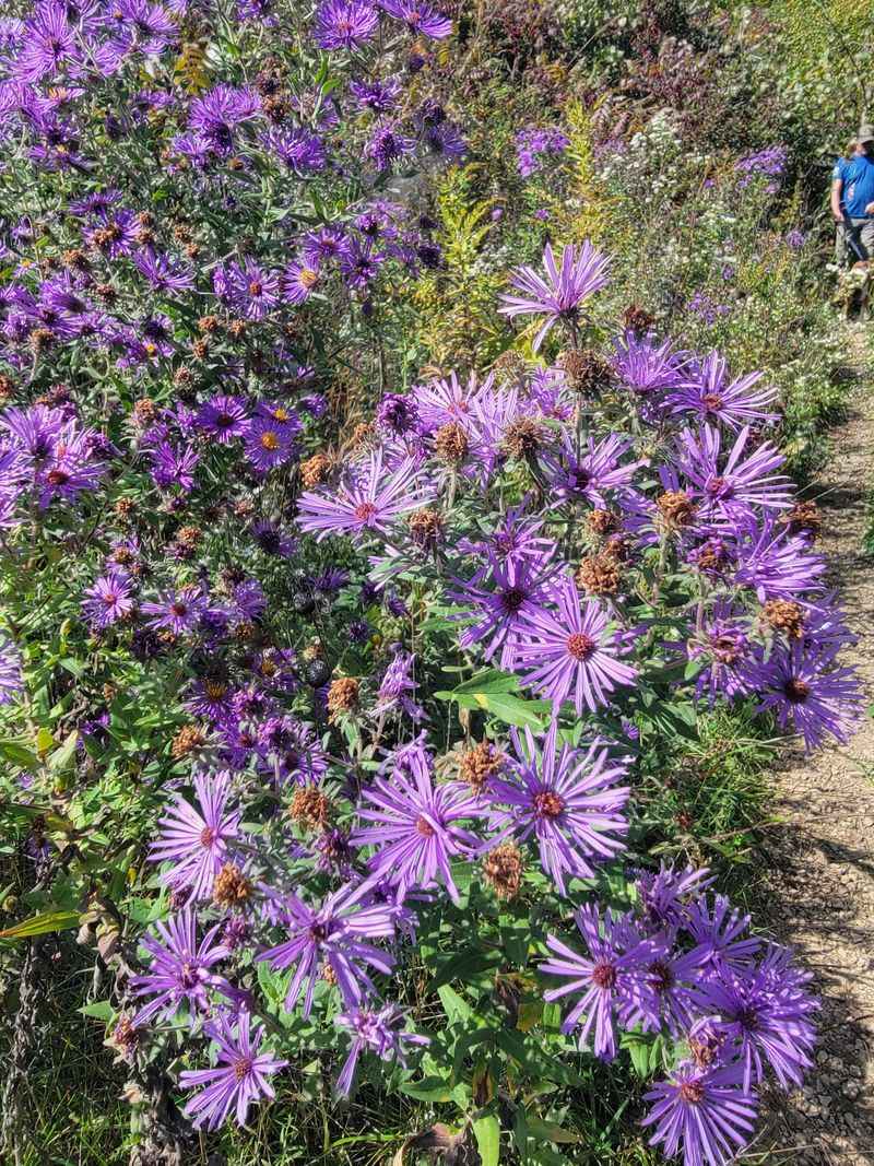 Wildflowers, Butterflies, And The Creek’s Small Surprises