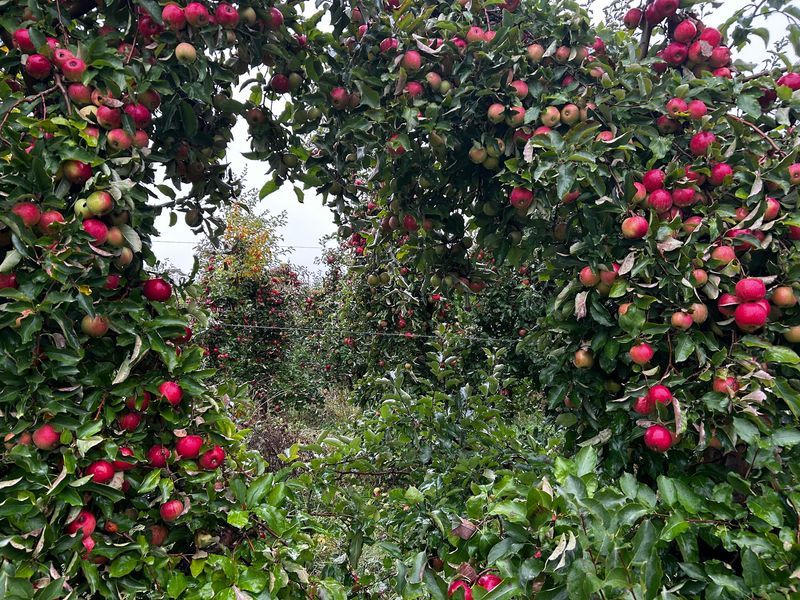 Pick Apples And Pumpkins Before The Sun Goes Down