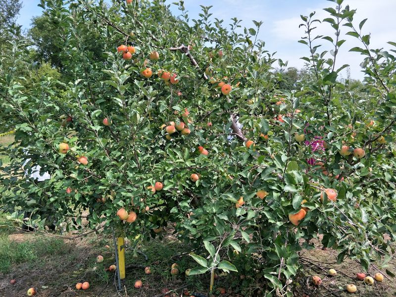 Pick Apples by Ripeness, Not Just Color Pick Apples by Ripeness, Not Just Color