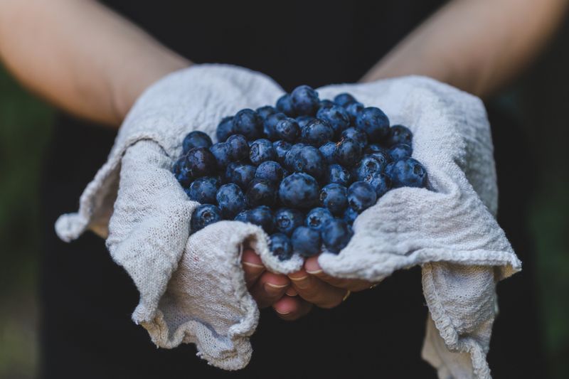Pick Wild Blueberries