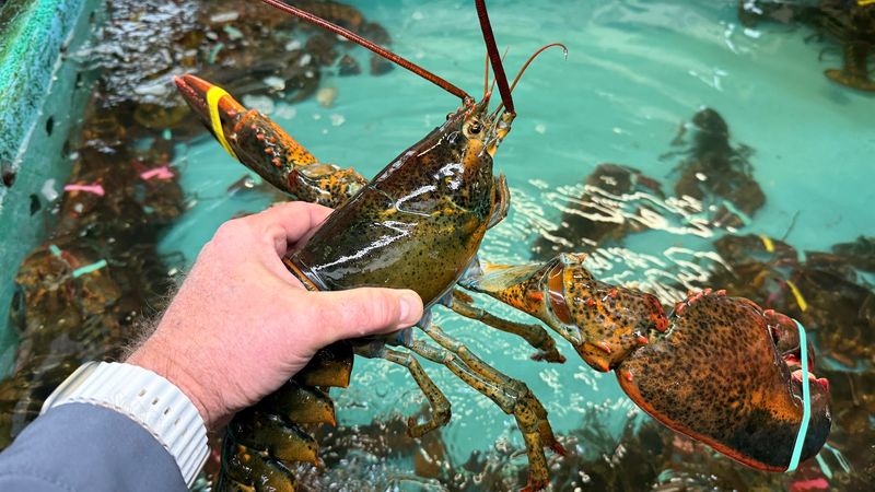 Pick Your Lobster From The Tank