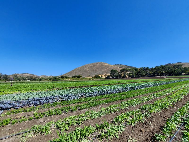 Pick-Your-Own Adventures In The Fields