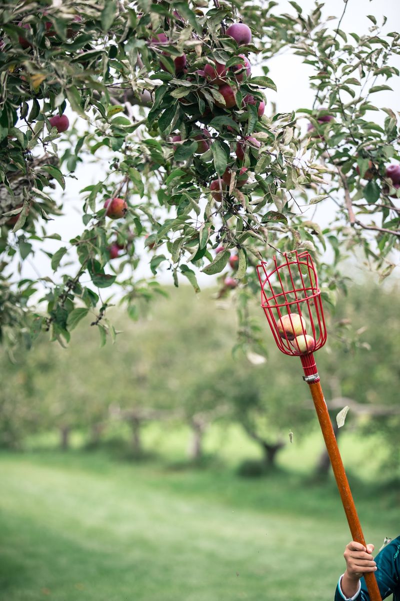 Pick Your Own Apples Across Rolling Hills
