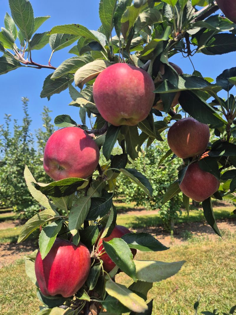 Pick-Your-Own Apples By The Bagful Pick-Your-Own Apples By The Bagful