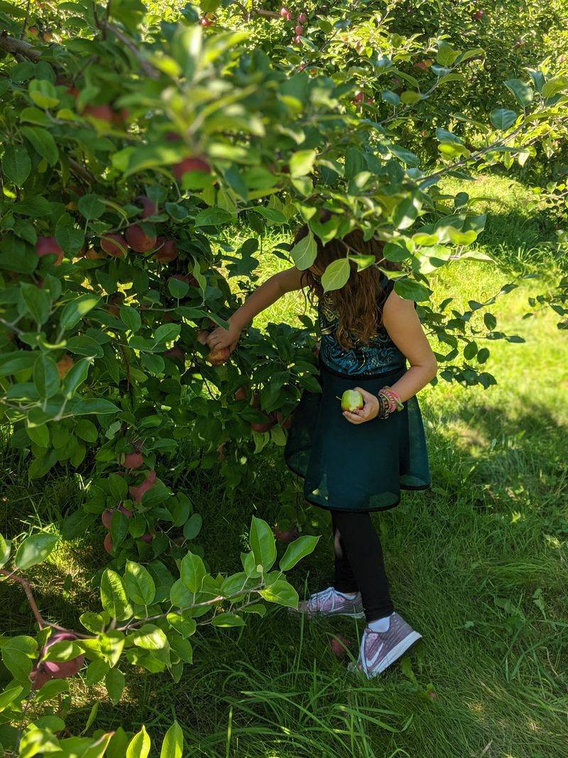 Pick-Your-Own Apples Made Easy Pick-Your-Own Apples Made Easy