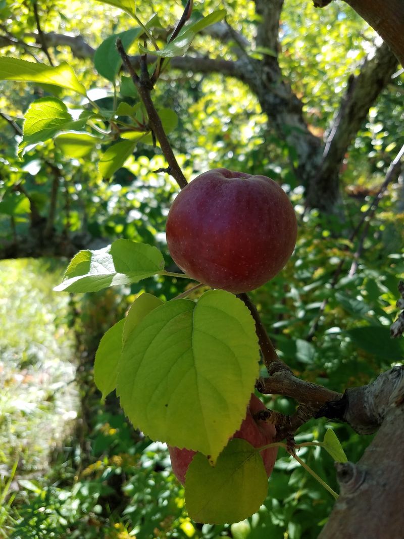 Pick-Your-Own Apples, Row After Row