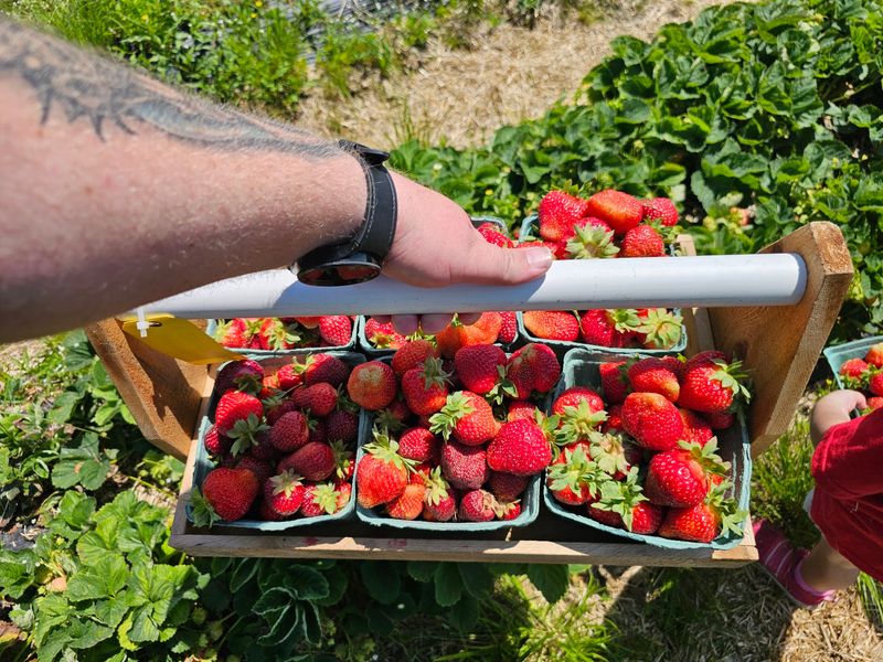 Pick Your Own Berries, Apples, And Flowers Pick Your Own Berries, Apples, And Flowers