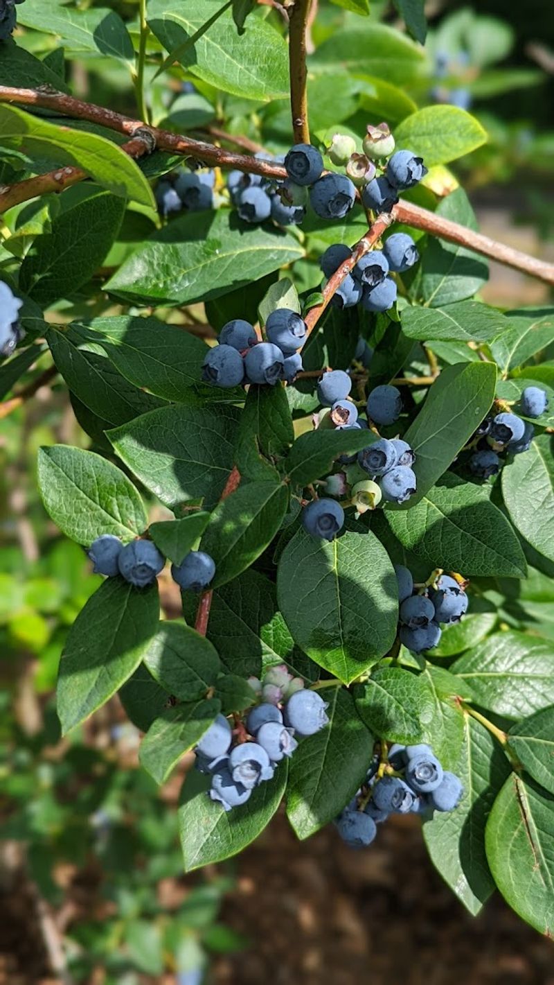 Pick-Your-Own Berries Straight From The Field