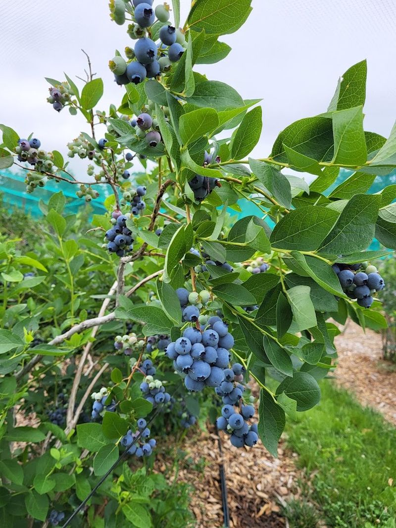 Pick-Your-Own Blueberries Across 14 Stunning Varieties