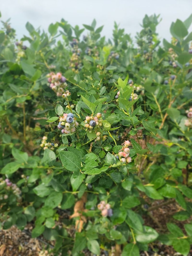 Pick-Your-Own Blueberries Are Priced At Five Dollars Per Pound