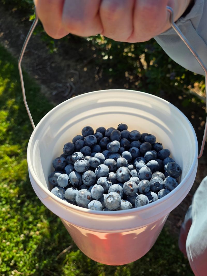 Pick-Your-Own Blueberries Right Off the Bush Pick-Your-Own Blueberries Right Off the Bush