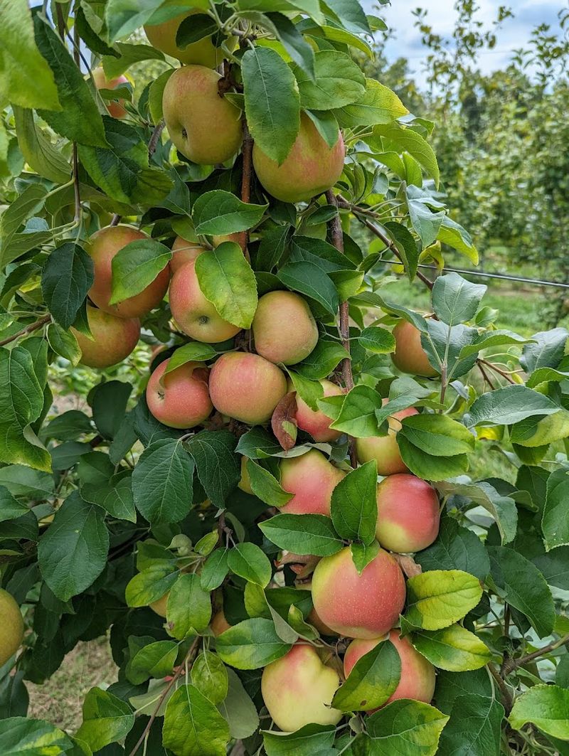 Pick-Your-Own Fruit That Actually Tastes Like Summer Pick-Your-Own Fruit That Actually Tastes Like Summer