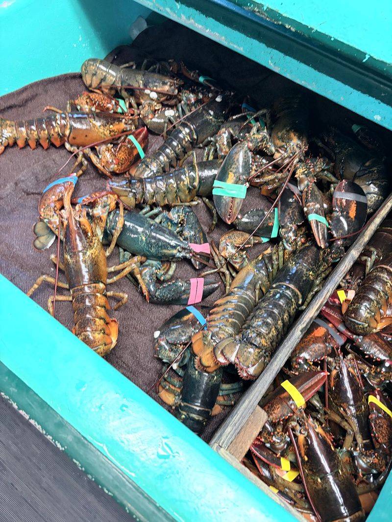 Pick Your Own Live Lobster From The Tanks