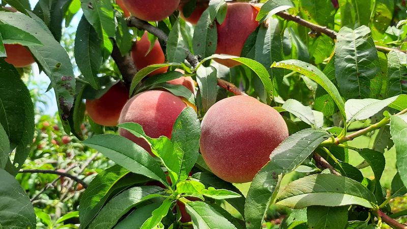 Pick Your Own Peaches, Apples, And More