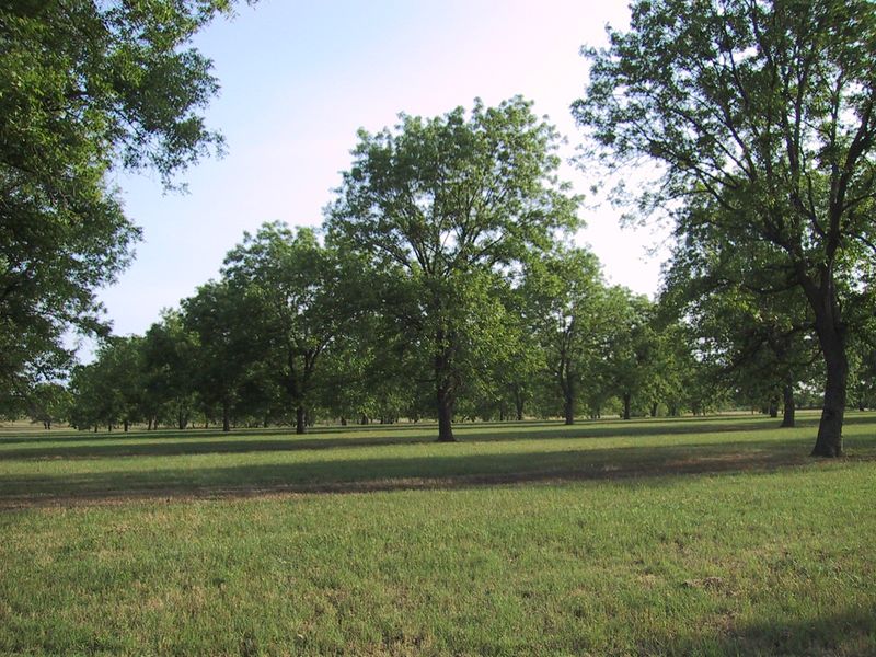 Pick-Your-Own Pecan Adventures In The Orchard Pick-Your-Own Pecan Adventures In The Orchard
