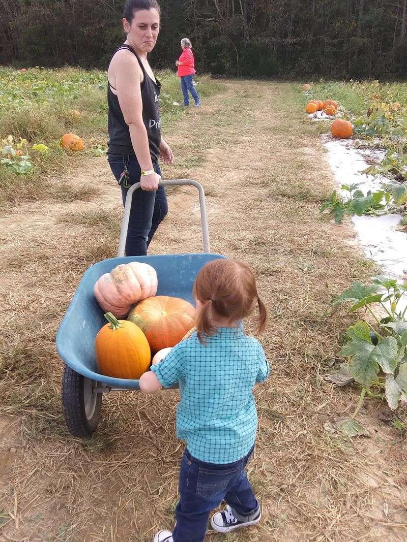 Pick-Your-Own Pumpkins In Every Size