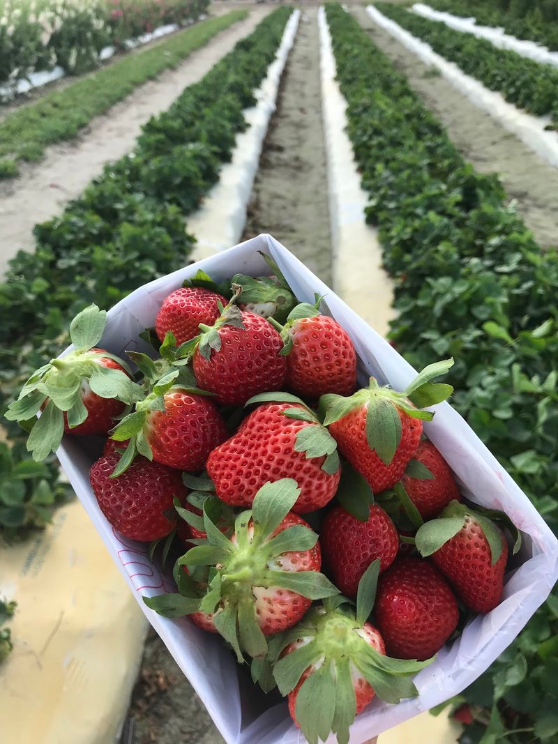 Pick-Your-Own Strawberries And Fresh Produce
