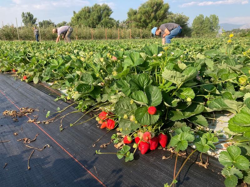 Pick-Your-Own Strawberries Worth Getting Dirt On Your Shoes For