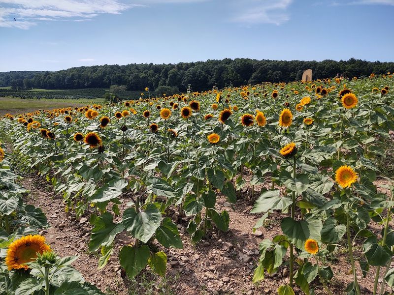 Pick-Your-Own Sunflowers For Just One Dollar
