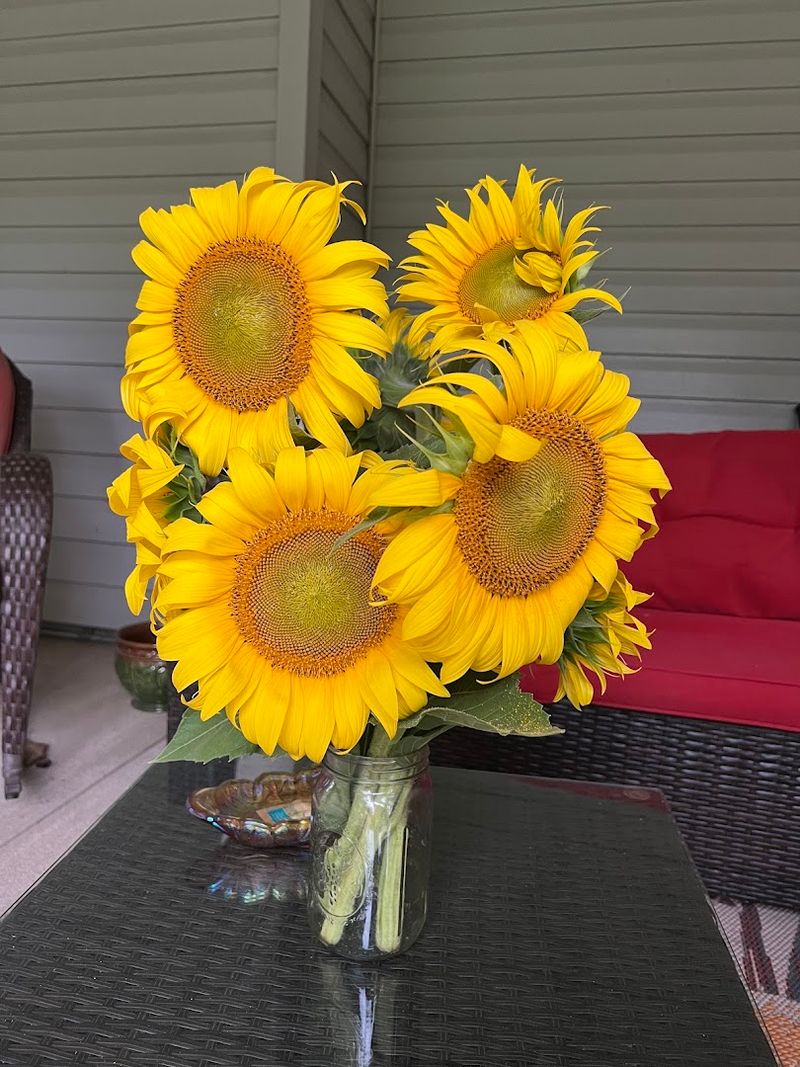 Pick-Your-Own Sunflowers: Taking the Beauty Home