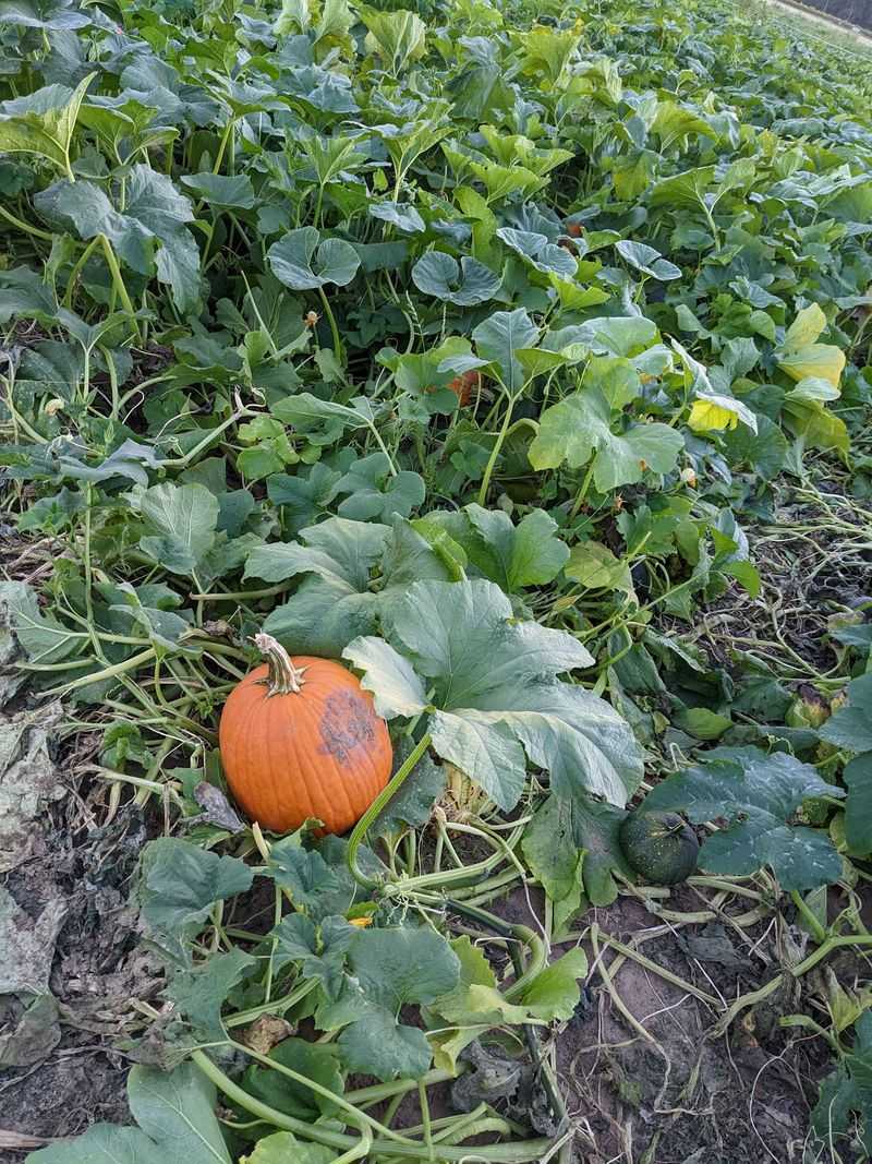 Pick Your Pumpkin Straight Off The Vine