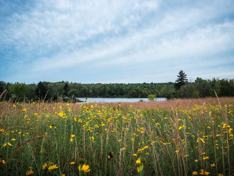 Lake La Su An Wildlife Area, Pioneer, Ohio