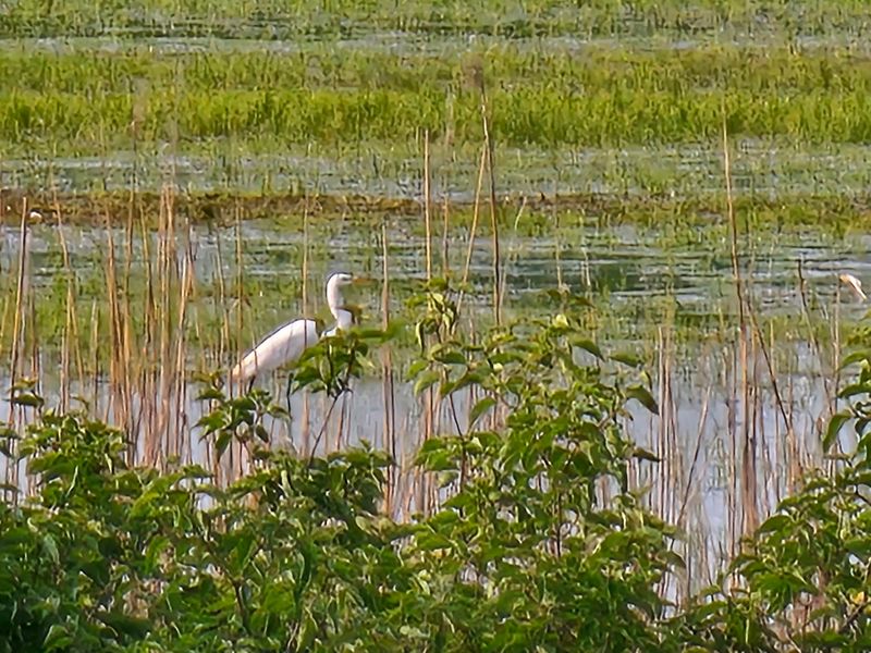 Pickerel Creek Wildlife Area, Vickery