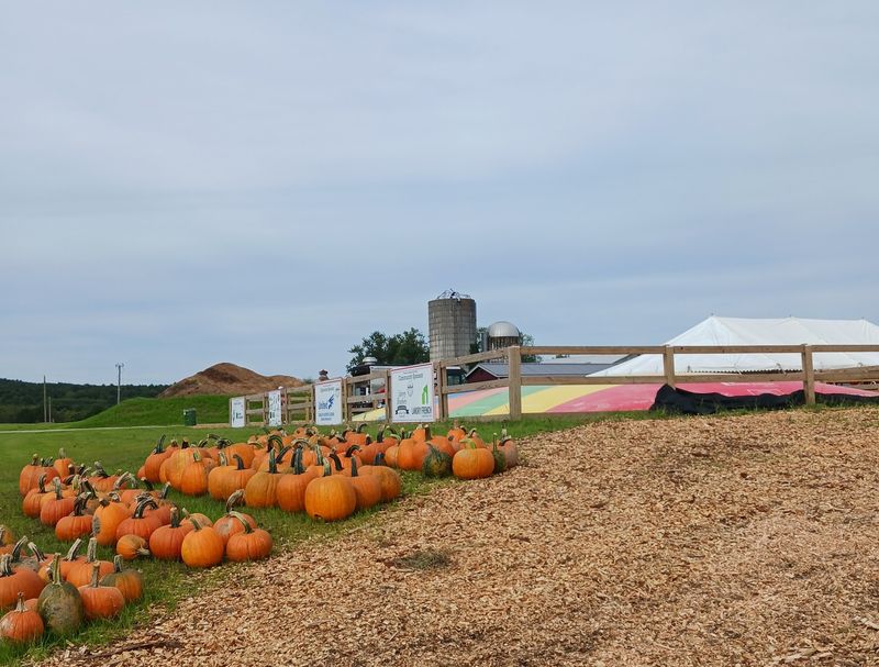 Picking Pumpkins Right Off The Vine