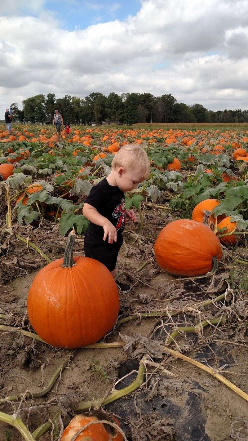 Picking Pumpkins Without Emptying Your Wallet
