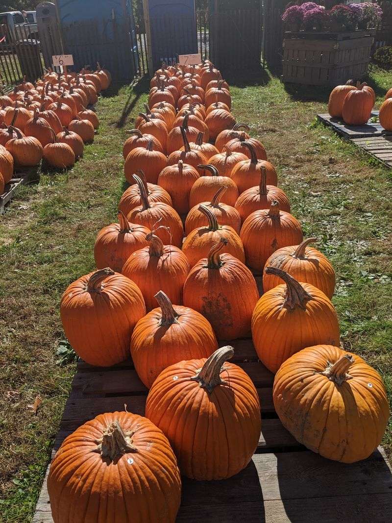 Picking Pumpkins Without The Pressure Picking Pumpkins Without The Pressure